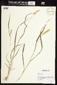Setaria pumila subsp. pumila image