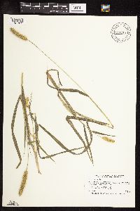 Setaria pumila subsp. pumila image