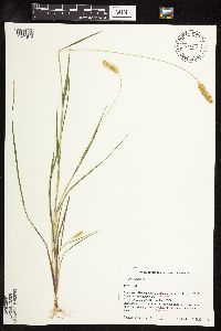 Setaria pumila subsp. pumila image