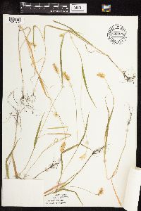 Setaria pumila subsp. pumila image