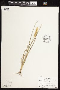 Setaria pumila subsp. pumila image
