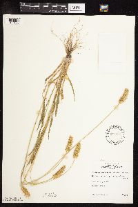 Setaria pumila subsp. pumila image
