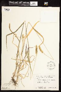 Setaria pumila subsp. pumila image