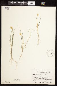 Setaria pumila subsp. pumila image