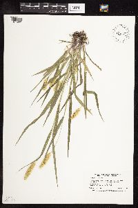 Setaria pumila subsp. pumila image