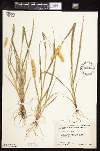 Media resource of Setaria pumila