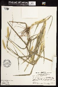 Setaria pumila subsp. pumila image