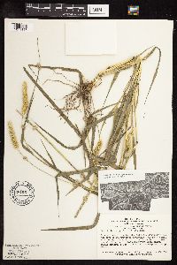 Setaria pumila subsp. pumila image