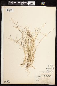 Media resource of Schedonnardus paniculatus