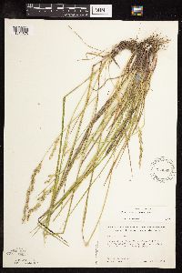Schedonorus arundinaceus image