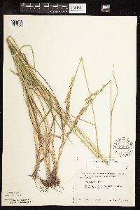Schedonorus arundinaceus image