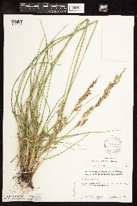 Schedonorus arundinaceus image