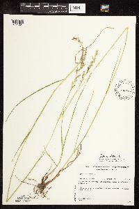 Schedonorus arundinaceus image