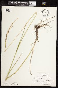 Schedonorus arundinaceus image