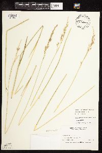 Schedonorus arundinaceus image