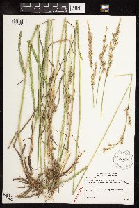 Schedonorus arundinaceus image