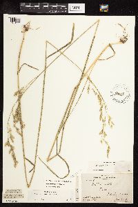 Schedonorus arundinaceus image