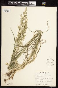 Schedonorus arundinaceus image