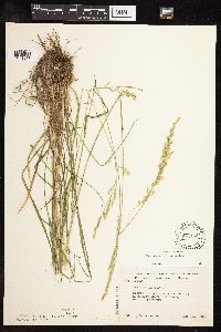 Schedonorus pratensis image