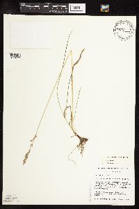 Schedonorus pratensis image