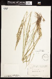 Schedonorus pratensis image