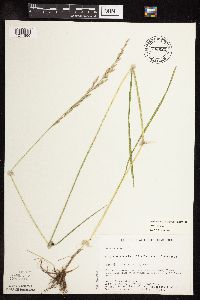 Schedonorus pratensis image