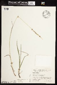 Schedonorus pratensis image