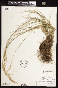 Schedonorus pratensis image