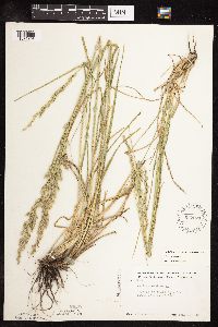 Schedonorus pratensis image