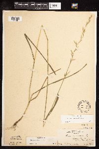 Schedonorus pratensis image