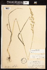 Schedonorus pratensis image