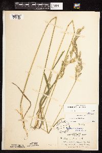 Schedonorus pratensis image