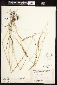 Schedonorus pratensis image