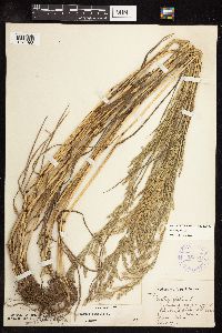 Schedonorus pratensis image