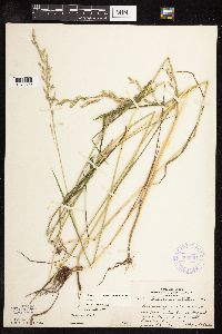 Schedonorus pratensis image