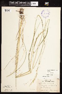 Schedonorus pratensis image