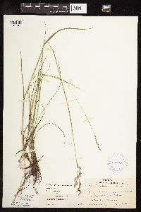 Schedonorus pratensis image