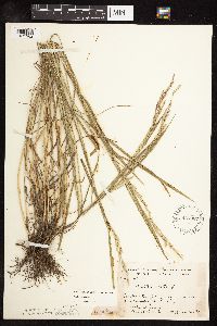 Schedonorus pratensis image