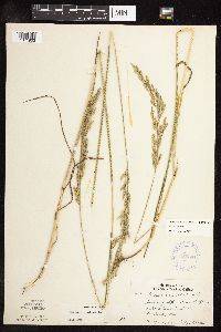 Schedonorus pratensis image