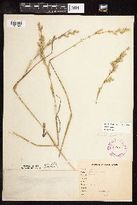 Schedonorus pratensis image