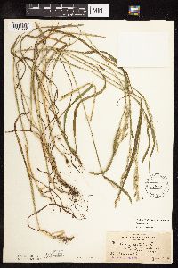 Schedonorus pratensis image