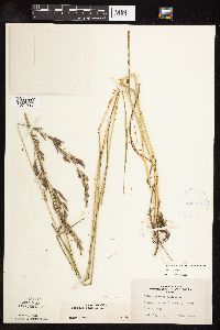 Schedonorus pratensis image