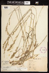 Schedonorus pratensis image