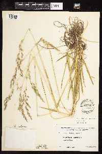 Schedonorus pratensis image