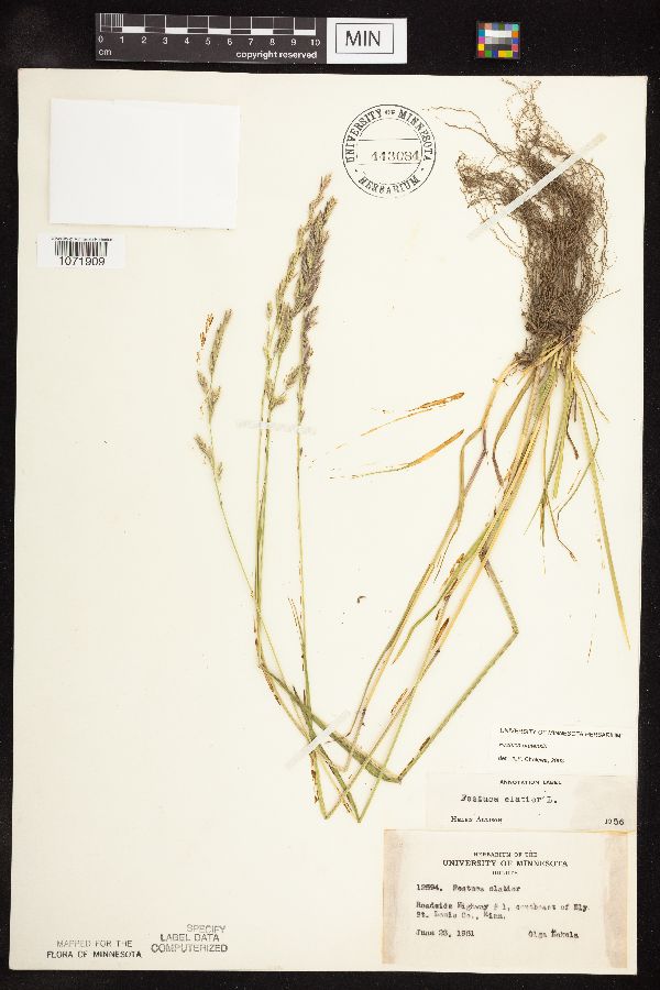 Schedonorus pratensis image