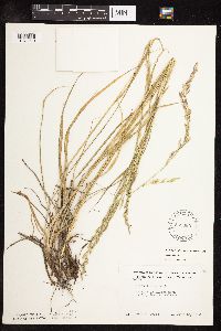 Schedonorus pratensis image