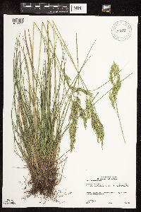 Schedonorus pratensis image