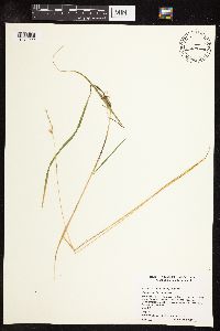 Schizachne purpurascens image