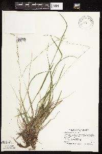 Schizachne purpurascens image