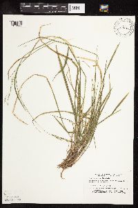 Schizachne purpurascens image